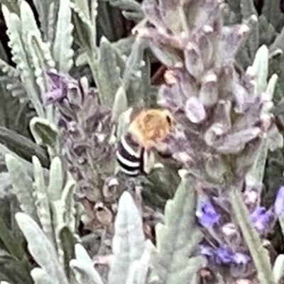 Amegilla sp. (genus) (Blue Banded Bee) at Wandiyali-Environa Conservation Area - 29 Feb 2024 by Wandiyali