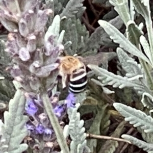 Amegilla sp. (genus) at QPRC LGA - suppressed