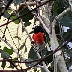 Petroica boodang (Scarlet Robin) at Wandiyali-Environa Conservation Area - 2 Mar 2024 by Wandiyali