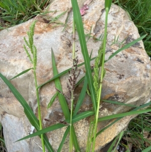 Echinochloa crus-galli at Hackett, ACT - 2 Mar 2024