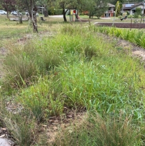 Echinochloa crus-galli at Hackett, ACT - 2 Mar 2024 08:13 AM