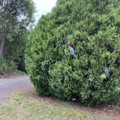 Callocephalon fimbriatum (Gang-gang Cockatoo) at Lyons, ACT - 1 Mar 2024 by ran452