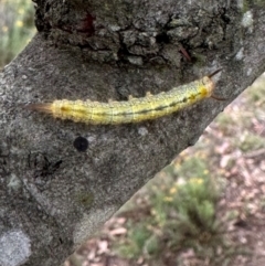 Unidentified Insect at QPRC LGA - 1 Mar 2024 by yellowboxwoodland