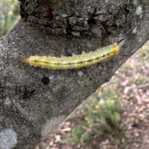 Lasiocampidae (family) immature at QPRC LGA - suppressed