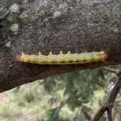 Lasiocampidae (family) immature at QPRC LGA - suppressed