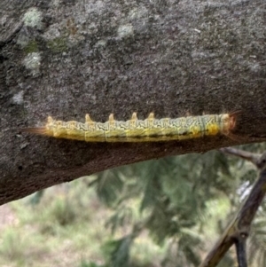 Lasiocampidae (family) immature at QPRC LGA - suppressed