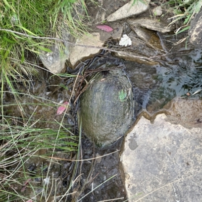 Chelodina longicollis (Eastern Long-necked Turtle) at QPRC LGA - 1 Mar 2024 by yellowboxwoodland