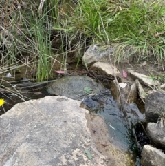 Chelodina longicollis at QPRC LGA - suppressed