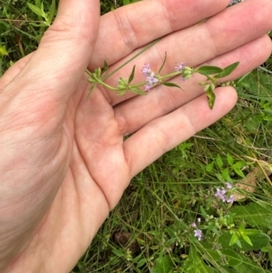 Mentha diemenica at QPRC LGA - suppressed