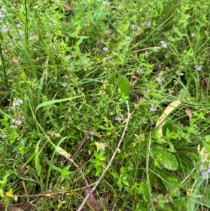 Mentha diemenica at QPRC LGA - suppressed