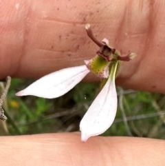 Eriochilus cucullatus (Parson's Bands) at QPRC LGA - 1 Mar 2024 by yellowboxwoodland