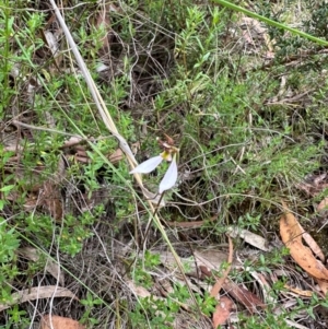 Eriochilus cucullatus at QPRC LGA - suppressed