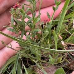Gonocarpus tetragynus (Common Raspwort) at QPRC LGA - 2 Mar 2024 by yellowboxwoodland