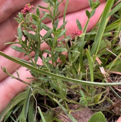 Gonocarpus tetragynus (Common Raspwort) at QPRC LGA - 1 Mar 2024 by yellowboxwoodland