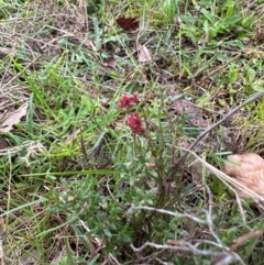 Gonocarpus tetragynus at QPRC LGA - 2 Mar 2024