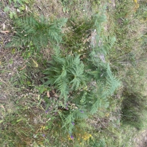 Pteridium esculentum at Cooleman Ridge - 2 Mar 2024