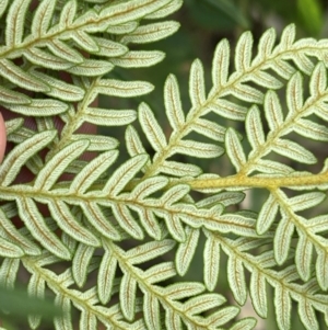 Pteridium esculentum at Cooleman Ridge - 2 Mar 2024