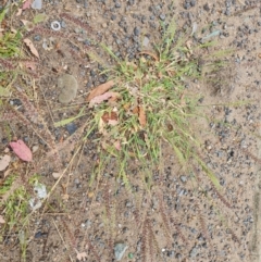 Tragus australianus (Small Burrgrass) at Weston, ACT - 2 Mar 2024 by Mike