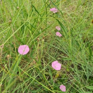 Convolvulus angustissimus subsp. angustissimus at Weston, ACT - 2 Mar 2024