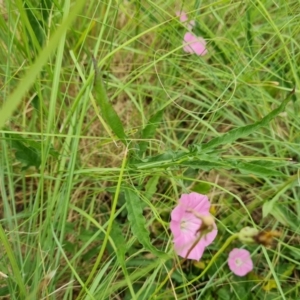 Convolvulus angustissimus subsp. angustissimus at Weston, ACT - 2 Mar 2024