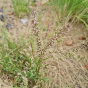 Tragus australianus at Weston, ACT - 2 Mar 2024