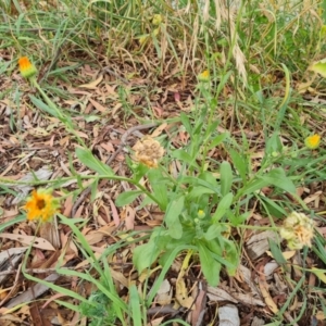 Calendula officinalis at Waramanga, ACT - 2 Mar 2024