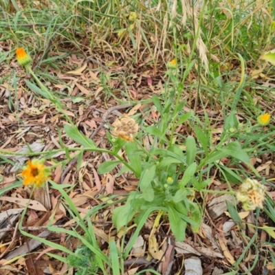 Calendula officinalis (English or Pot Marigold) at Waramanga, ACT - 2 Mar 2024 by Mike