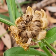 Calendula officinalis at Waramanga, ACT - 2 Mar 2024