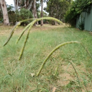 Paspalum dilatatum at Waramanga, ACT - 2 Mar 2024