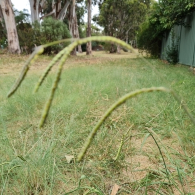 Paspalum dilatatum (Paspalum) at Waramanga, ACT - 2 Mar 2024 by Mike