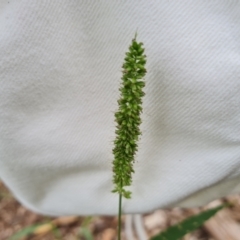 Setaria sp. (Pigeon Grass) at Waramanga, ACT - 2 Mar 2024 by Mike