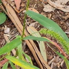 Setaria sp. at Waramanga, ACT - 2 Mar 2024