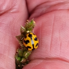 Coccinella transversalis (Transverse Ladybird) at Waramanga, ACT - 2 Mar 2024 by Mike