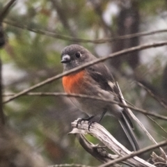 Petroica boodang (Scarlet Robin) at Wingecarribee Local Government Area - 1 Mar 2024 by Aussiegall