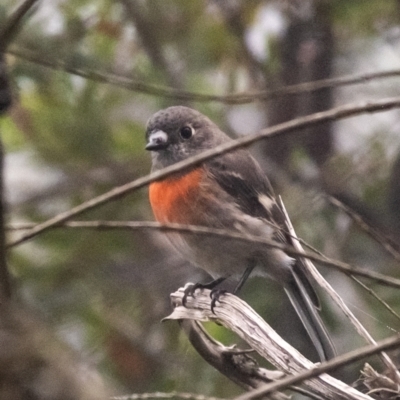 Petroica boodang (Scarlet Robin) at Wingecarribee Local Government Area - 1 Mar 2024 by Aussiegall