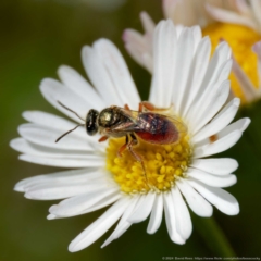 Lasioglossum (Homalictus) punctatum (A halictid bee) at Harrison, ACT - 25 Feb 2024 by DPRees125