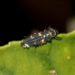 Harmonia conformis (Common Spotted Ladybird) at Higgins, ACT - 25 Feb 2024 by AlisonMilton