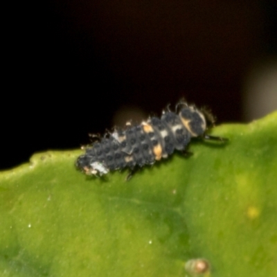 Harmonia conformis (Common Spotted Ladybird) at Higgins, ACT - 25 Feb 2024 by AlisonMilton