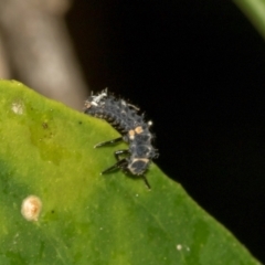 Harmonia conformis at Higgins, ACT - 25 Feb 2024