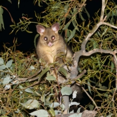 Trichosurus vulpecula (Common Brushtail Possum) at Harrison, ACT - 25 Feb 2024 by DPRees125