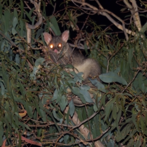 Trichosurus vulpecula at Gungaderra Creek Ponds - 25 Feb 2024 09:21 PM