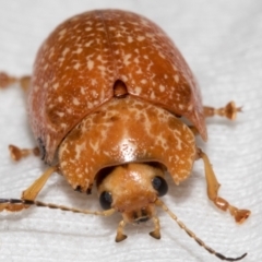 Paropsis variolosa (Variolosa leaf beetle) at Russell, ACT - 17 Jan 2024 by AlisonMilton