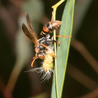 Polistes (Polistella) humilis (Common Paper Wasp) at Russell, ACT - 16 Jan 2024 by AlisonMilton