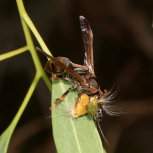 Polistes (Polistella) humilis at Russell, ACT - 17 Jan 2024 10:16 AM