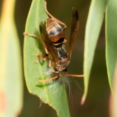 Polistes (Polistella) humilis at Russell, ACT - 17 Jan 2024 10:16 AM