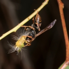 Polistes (Polistella) humilis at Russell, ACT - 17 Jan 2024