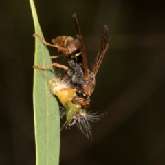 Polistes (Polistella) humilis at Russell, ACT - 17 Jan 2024