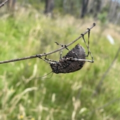 Acripeza reticulata (Mountain Katydid) at Gibraltar Pines - 10 Feb 2024 by kattykat