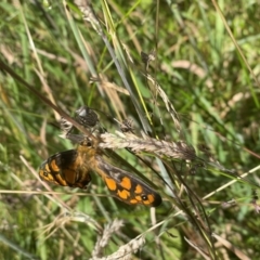 Heteronympha penelope (Shouldered Brown) at Gibraltar Pines - 10 Feb 2024 by kattykat