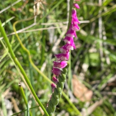 Spiranthes australis (Austral Ladies Tresses) at Gibraltar Pines - 10 Feb 2024 by kattykat